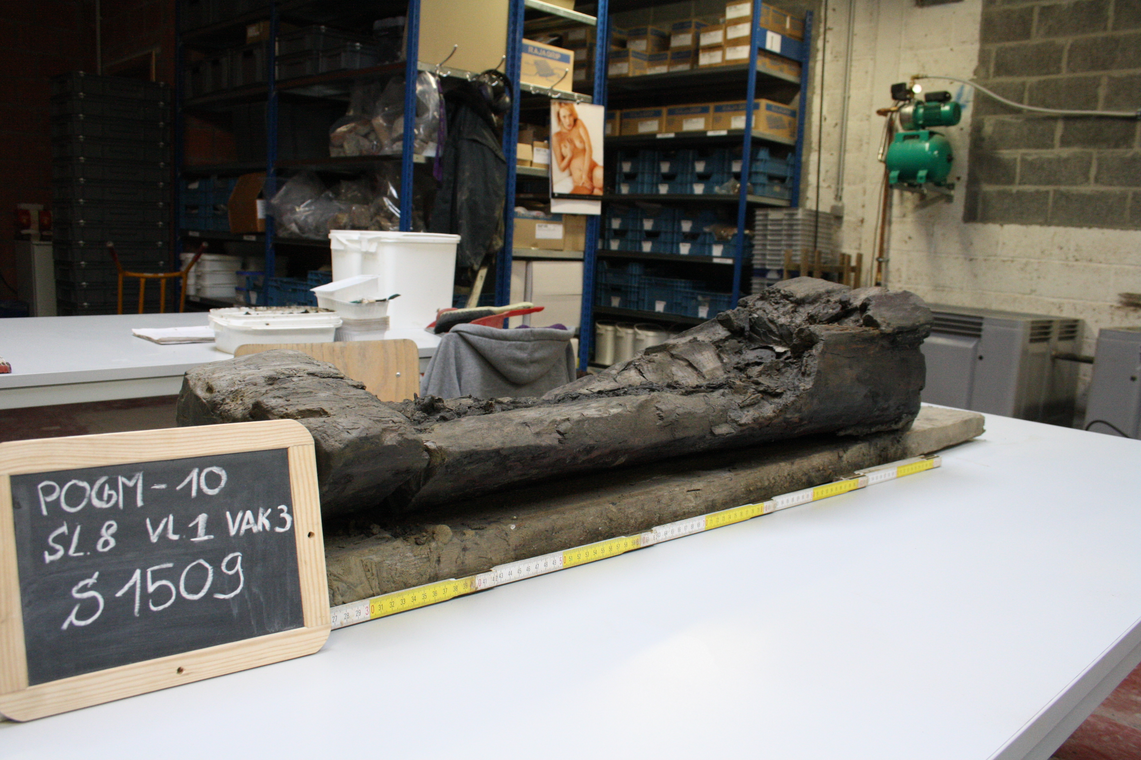 Boomstamgraf tijdens het vrijleggen van het skelet