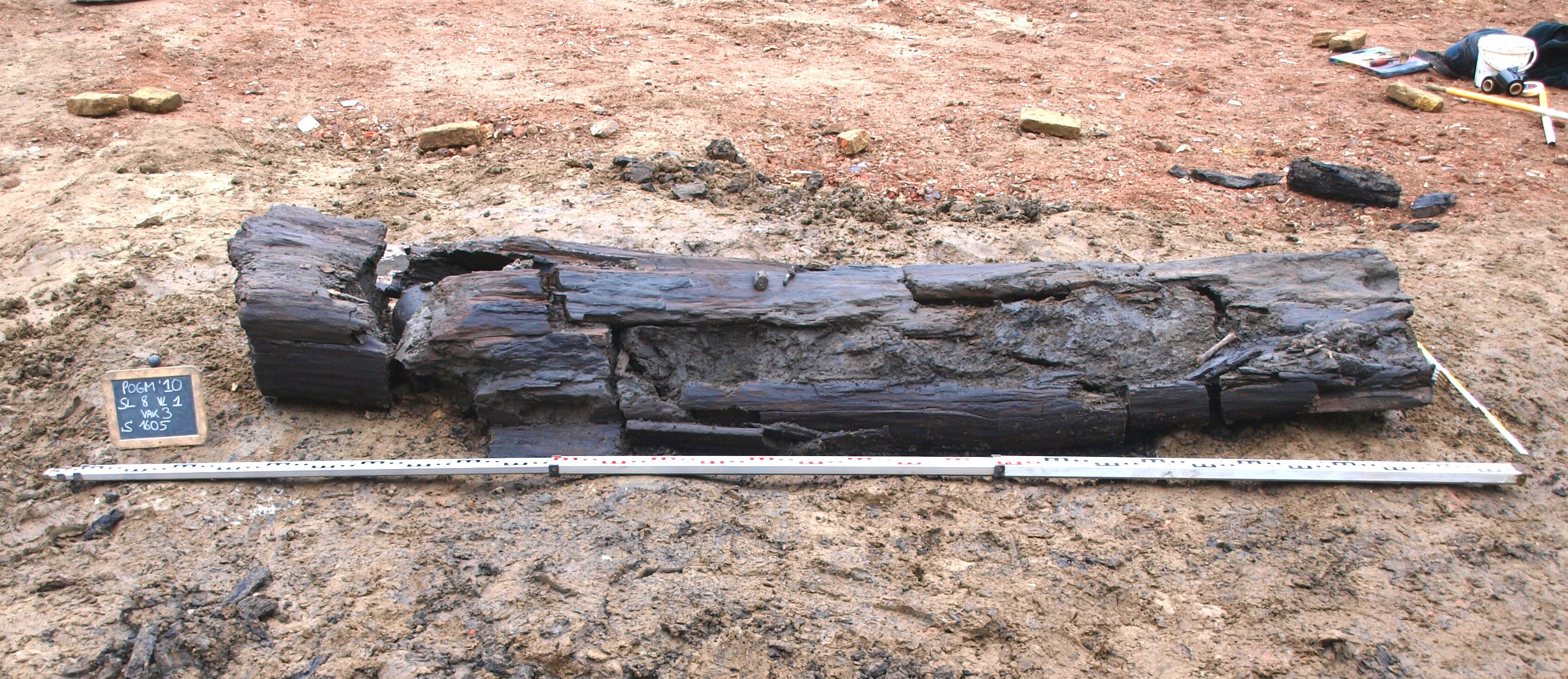 Boomstamgraf volwassene